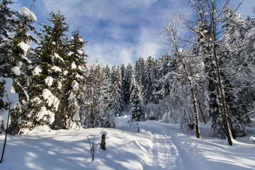 Verschneite Winterlandschaft in den Bergen, schneebedeckte B&auml;ume, Spazierweg