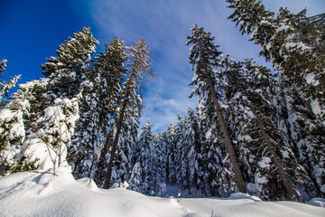 Verschneite Winterlandschaft in den Bergen, schneebedeckte Bäume