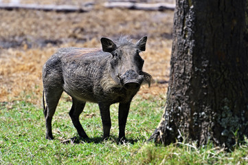 Warthog in the savannah