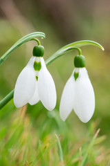 Spring snowdrop flowers blooming in sunny day - vertical orientation