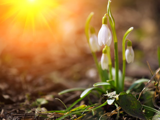 Spring snowdrop flowers blooming in sunny day