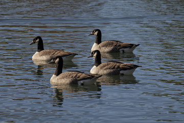 Canada goose, Branta canadensis at a pond in Germany, Europe