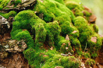 Nature Background. Moss Close Up View.