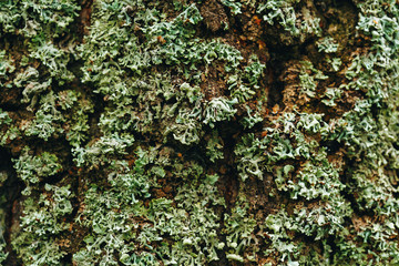 Lichen on Tree Close Up View