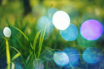 Nature Background with Bokeh Lights
