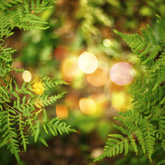 Nature Background with Bokeh Lights