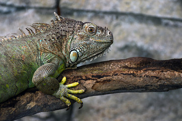 Green Iguana close-up portrait