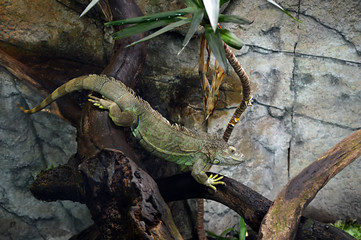 Green Iguana full size portrait
