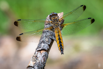Libelle Dragonfly - Spitzenfleck - Libellula fulva,  Weibchen