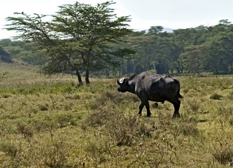 Fototapeta na wymiar Buffalo in the savannah