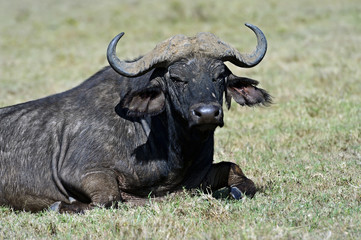 Buffalo in the savannah