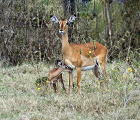 Antelope Impala in the savannah