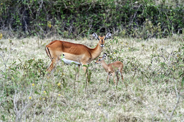 Naklejka na ściany i meble Antelope Impala in the savannah