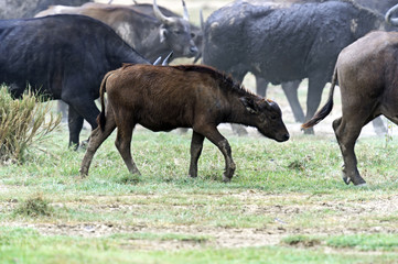 Buffalo in the savannah