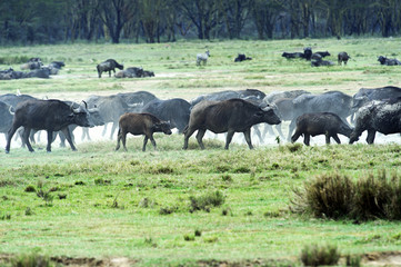 Fototapeta na wymiar Buffalo in the savannah