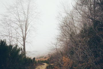 Landscape. Foggy path on the mediterranean  mountarins forest