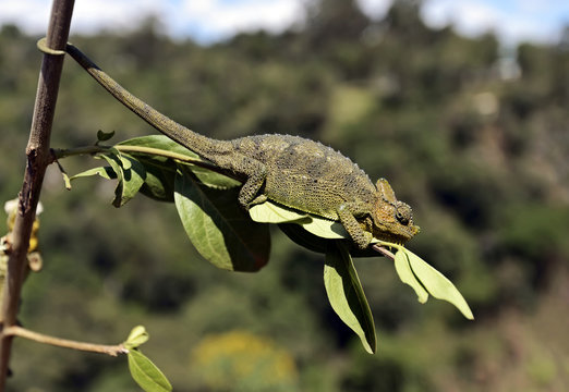 African Chameleon in the savannah