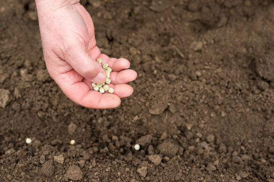 planting pea seeds