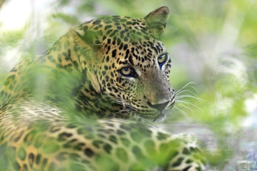 Fototapeta na wymiar The leopard in Sri Lanka