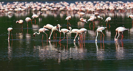 Flamingo on Lake hock