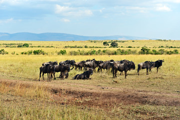 Fototapeta premium Wildebeest in the savannah