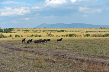 Naklejka na ściany i meble Wildebeest in the savannah