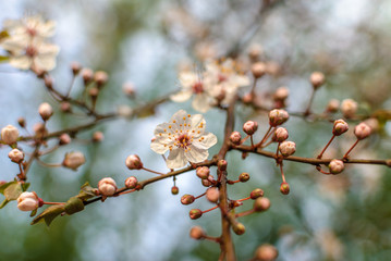 Cherry blossom in white as a first sign of spring arriving