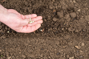 planting pea seeds