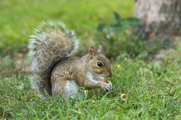 squirrel eating a nut