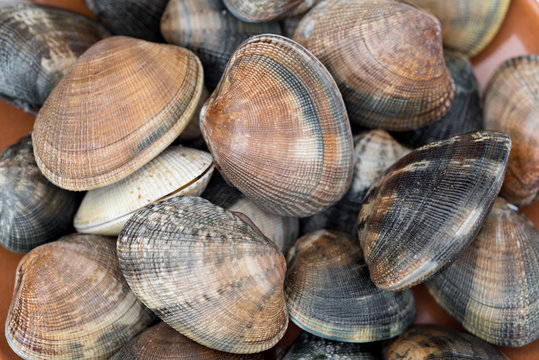 Detail of clams