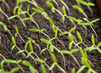 tomato seedlings
