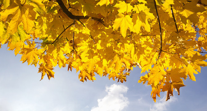 Ahorn im Herbst