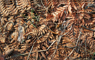Dry fern leaves on forest floor