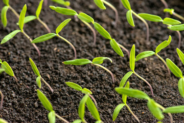 tomato seedlings