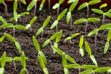 tomato seedlings