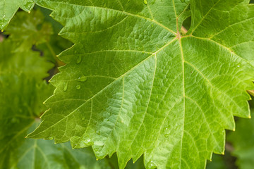 Grape leaf with water drops, close up