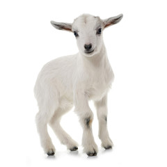 white young goat