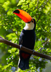 Toucan on the branch