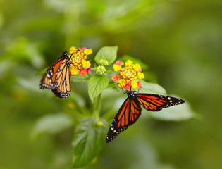 Two tiger butterfly on the flowers