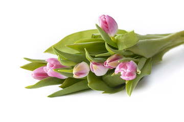 bouquet of pink tulips on white background