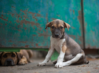 Portrait of cute puppy dog.