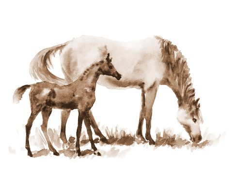 Sepia watercolor mare and foal on white. Beautiful hand painted illustration of two horses on the field.