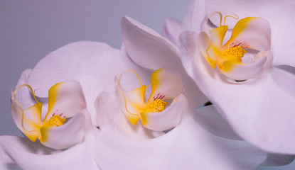 Fototapeta na wymiar A tender white orchid.