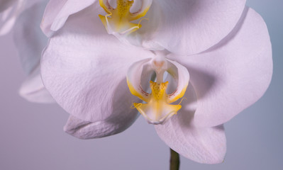A tender white orchid.