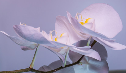 A tender white orchid.