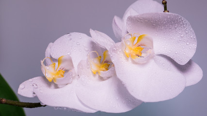 Obraz na płótnie Canvas A tender white orchid.