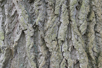 A detail of  a tree bark in the park near Rotterdam. 