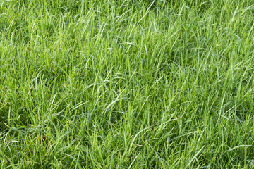 A grass field in a park in Rotterdam in January. 