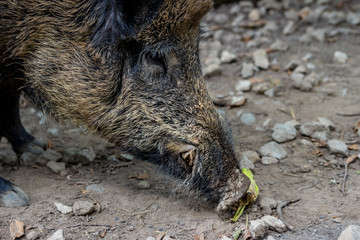 Wildschwein auf Futtersuche