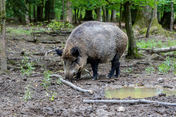 Wildschwein auf Futtersuche